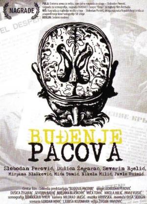 Petar Obradović